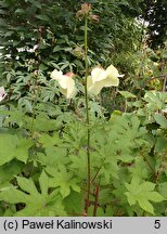 Hibiscus esculentus (ketmia jadalna)