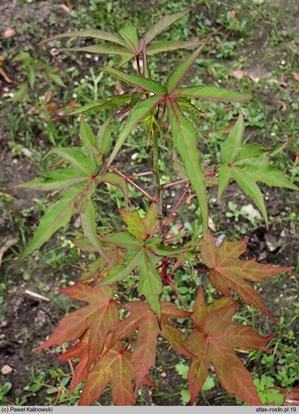 Hibiscus laevis