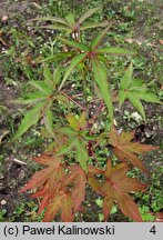 Hibiscus laevis