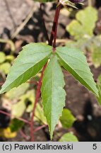 Hibiscus sabdariffa (ketmia szczawiowa)