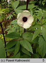 Hibiscus sabdariffa (ketmia szczawiowa)