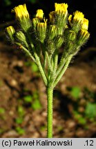 Hieracium cymosum (jastrzębiec wierzchotkowy)