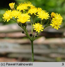 Hieracium cymosum (jastrzębiec wierzchotkowy)