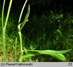 Hieracium aridum (jastrzębiec suchy)