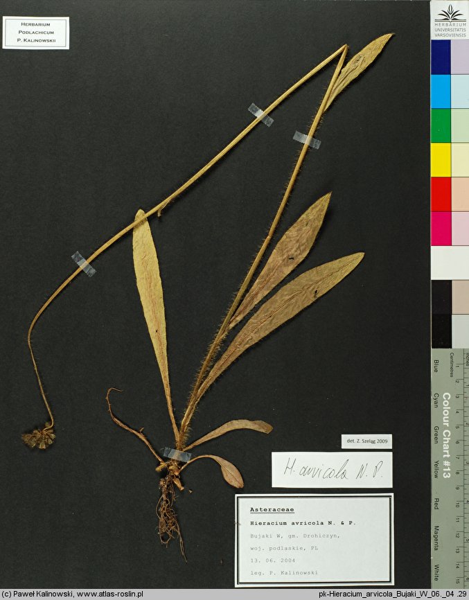 Pilosella arvicola (kosmaczek ścierniskowy)