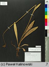 Pilosella arvicola (kosmaczek ścierniskowy)