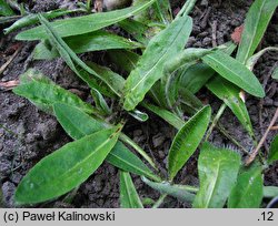 Pilosella blyttiana (kosmaczek ognisty)