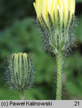 Hieracium bracchiatum (jastrzębiec ramienisty)