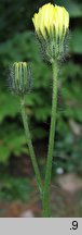 Hieracium bracchiatum (jastrzębiec ramienisty)