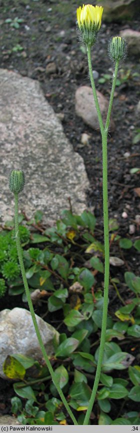 Hieracium bracchiatum (jastrzębiec ramienisty)