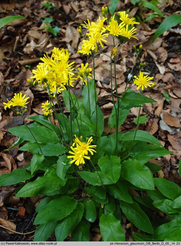 Hieracium glaucinum (jastrzębiec wczesny)