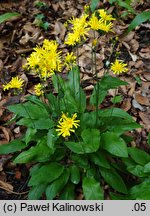 Hieracium glaucinum (jastrzębiec wczesny)