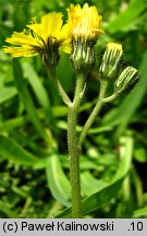 Hieracium lactucella (jastrzębiec gronkowy)