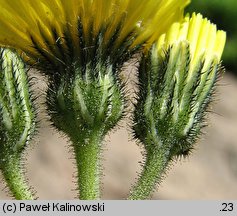 Hieracium lactucella (jastrzębiec gronkowy)