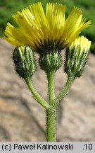 Hieracium lactucella (jastrzębiec gronkowy)