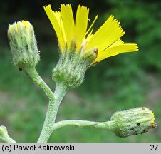 Hieracium laevigatum (jastrzębiec gładki)