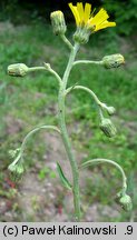 Hieracium laevigatum (jastrzębiec gładki)