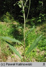 Hieracium laevigatum (jastrzębiec gładki)