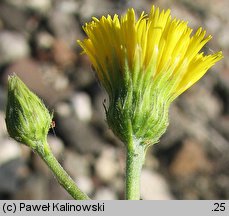 Hieracium laevigatum (jastrzębiec gładki)