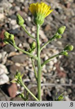 Hieracium laevigatum (jastrzębiec gładki)