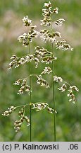 Hierochloe repens (turówka rozłogowa)