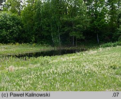 Hierochloe repens (turówka rozłogowa)