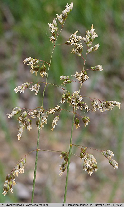 Hierochloe repens (turówka rozłogowa)