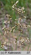 Hierochloe repens (turówka rozłogowa)