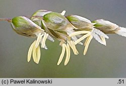 Hierochloe repens (turówka rozłogowa)