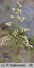 Hierochloe repens (turówka rozłogowa)