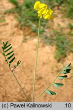 Hippocrepis comosa (konikleca czubata)