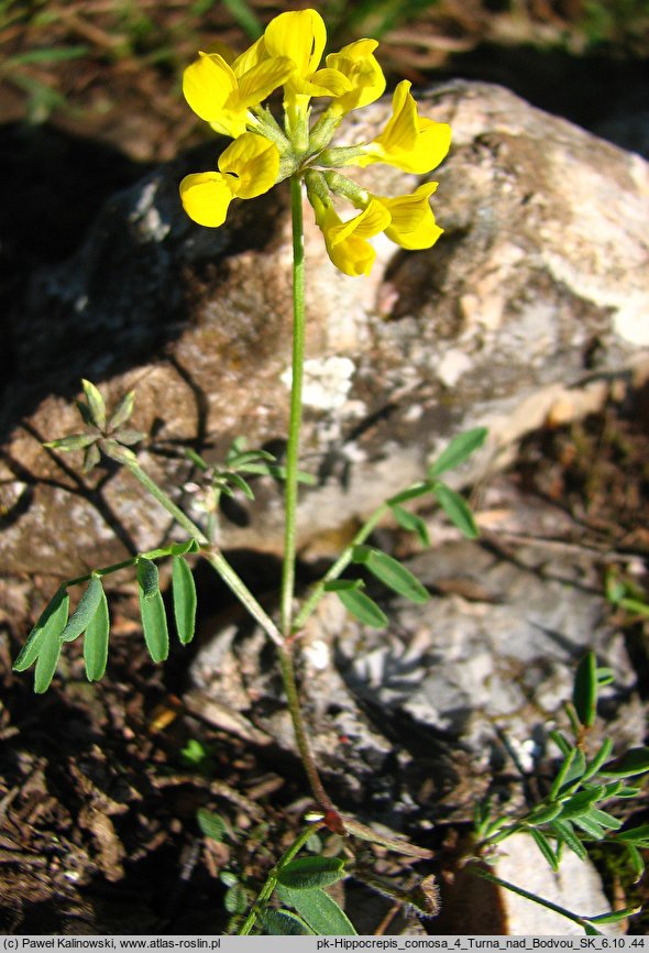 Hippocrepis comosa (konikleca czubata)