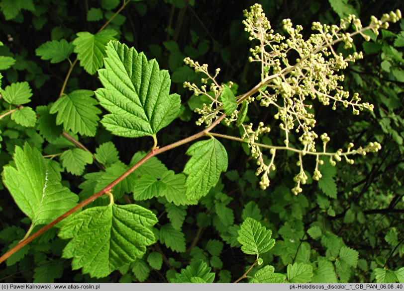 Holodiscus discolor (prostokrężnik różnobarwny)