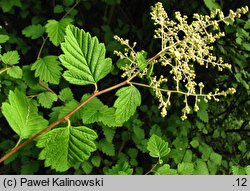 Holodiscus discolor (prostokrężnik różnobarwny)