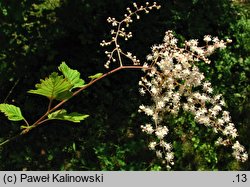 Holodiscus discolor (prostokrężnik różnobarwny)