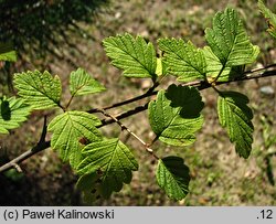 Holodiscus discolor (prostokrężnik różnobarwny)