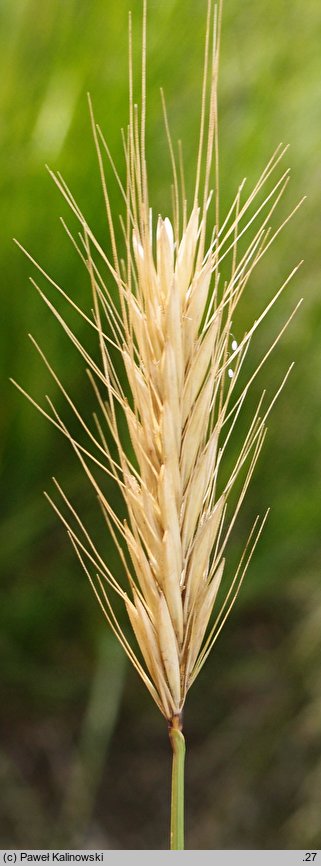 Hordeum bulbosum (jęczmień bulwiasty)