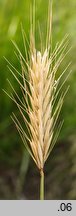 Hordeum bulbosum (jęczmień bulwiasty)