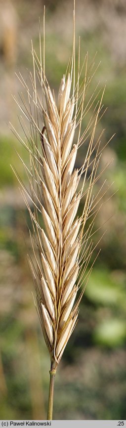 Hordeum bulbosum (jęczmień bulwiasty)