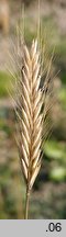 Hordeum bulbosum (jęczmień bulwiasty)