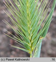 Hordeum marinum (jęczmień nadmorski)