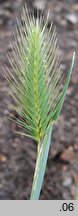 Hordeum marinum (jęczmień nadmorski)