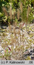 Hordeum marinum (jęczmień nadmorski)