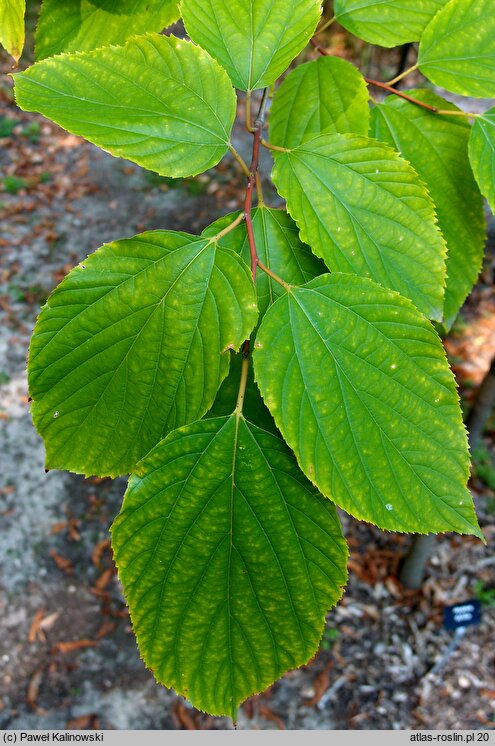 Hovenia dulcis (howenia słodka)