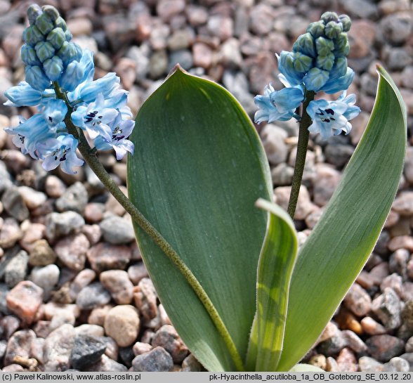 Hyacinthella acutiloba