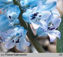 Hyacinthella acutiloba