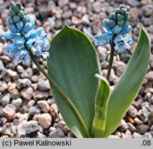 Hyacinthella acutiloba