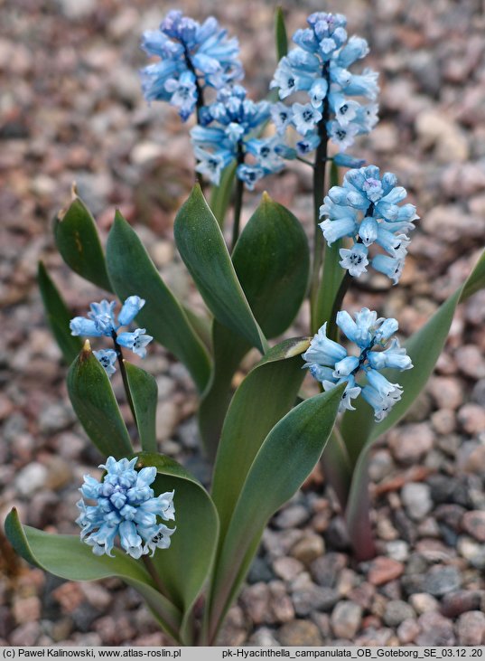 Hyacinthella campanulata