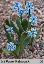 Hyacinthella campanulata