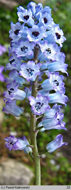 Hyacinthella dalmatica ‘Grandiflora’